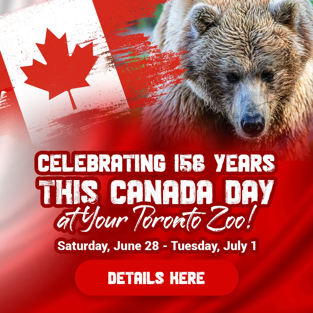 Celebrating 158 Years This Canada Day at Your Toronto Zoo! Saturday, June 28 - Tuesday, July 1 - Details Here