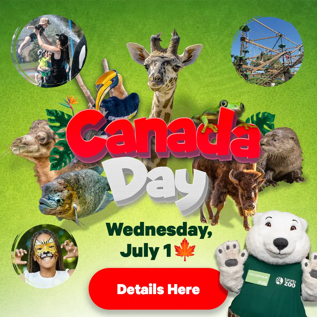 Canada Day at your Toronto Zoo - Extended Admission Hours 9:30am - 7:00pm! - Wednesday, July 1 - Details Here