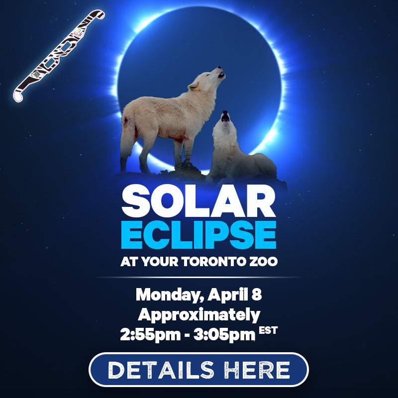 Solar Eclipse At Your Toronto Zoo - Monday, April 8 - Approximately 2:55pm - 3:05pm EST