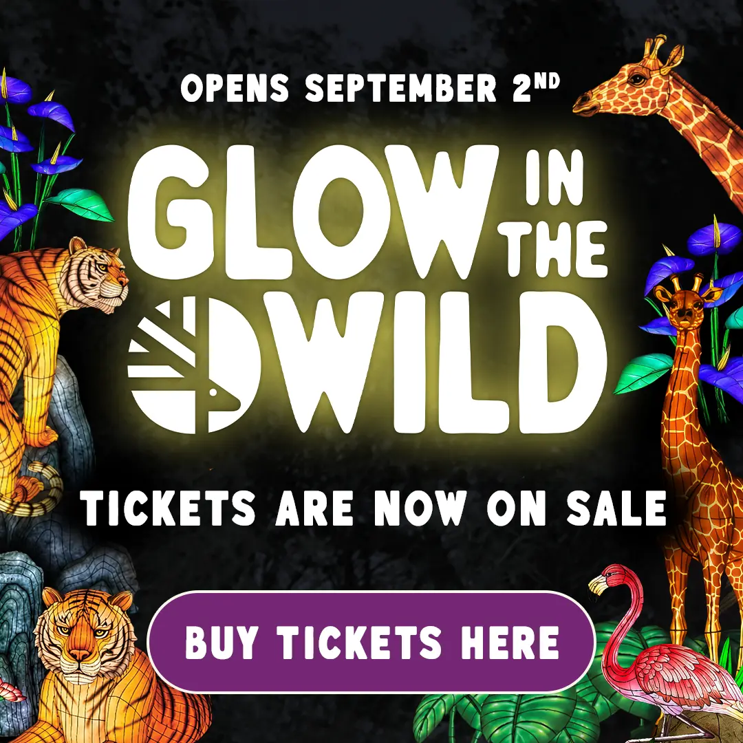 Opens September 2nd, Glow in the Wild, Tickets are now on sale, Buy Tickets Here - Graphic shows illuminated animal lanterns in the dark