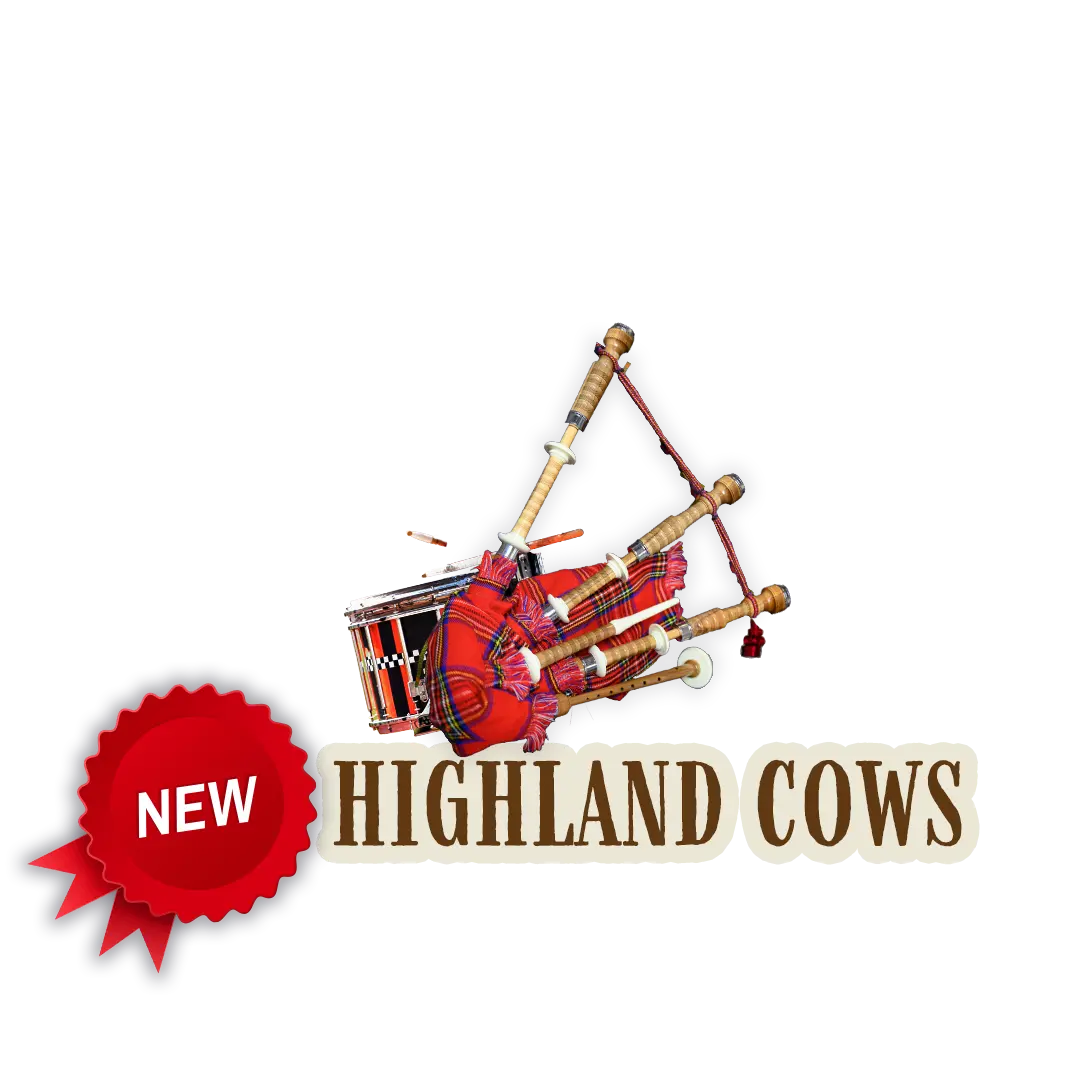 New Highland Cows