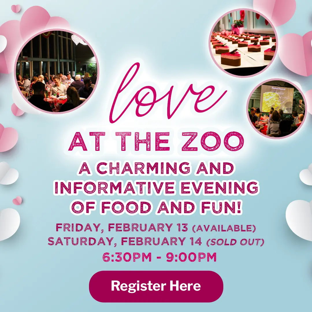 love at the Zoo! - A charming and informative evening of food and fun! - Friday, February 13 & Saturday, February 14 - 6:30pm - 9:00pm - Register Here