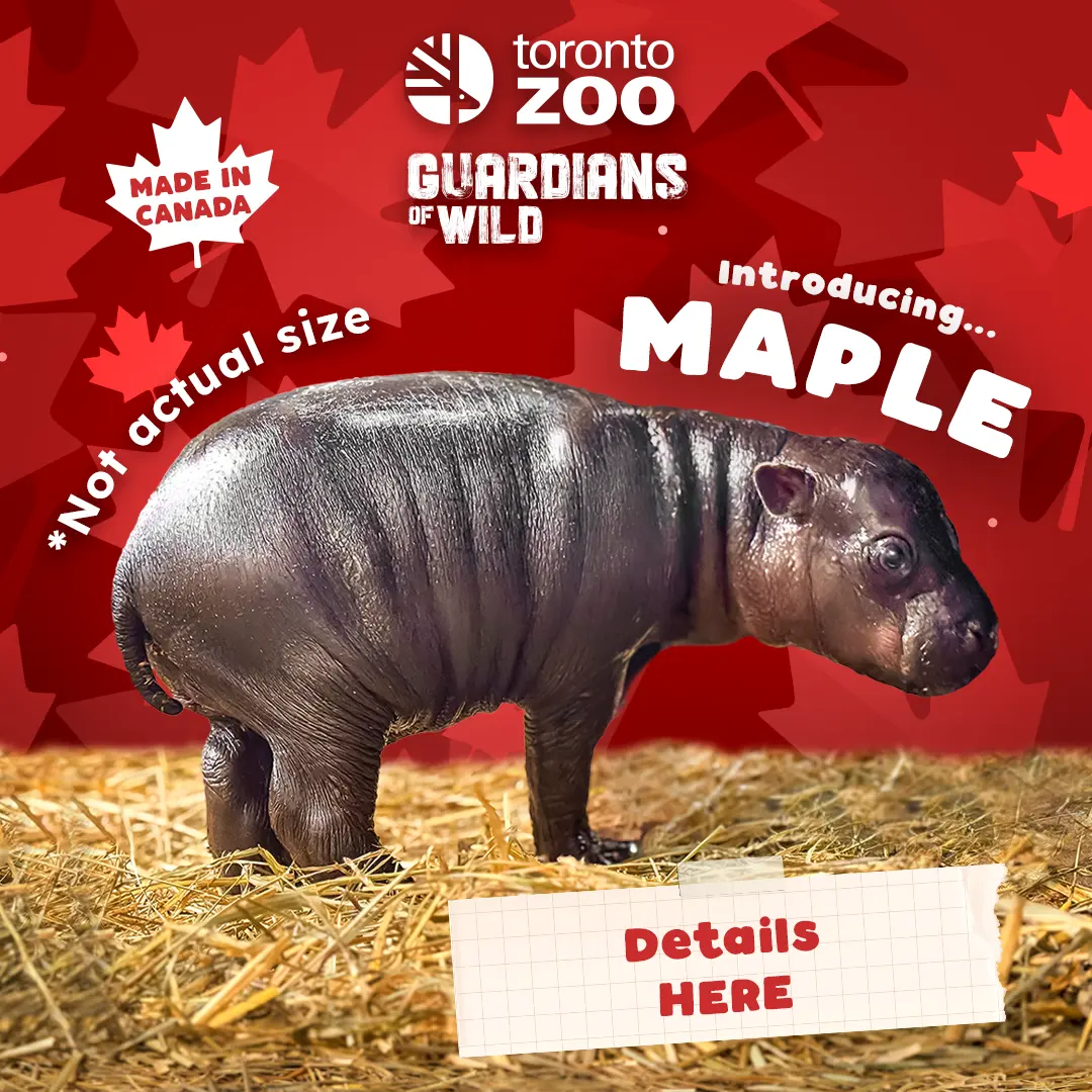 Toronto Zoo Guardians of Wild - Introducing... A baby pygmy hippo calf stands in straw substrate with the words not actual size wrapped around them. Name Reveal Here