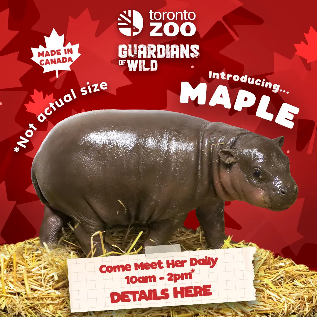 Toronto Zoo Guardians of Wild - Introducing Maple... A baby pygmy hippo calf stands in straw substrate with the words 'not actual size' wrapped around her. Made in Canada. Come meet her Daily: 10am - 2pm - Details Here