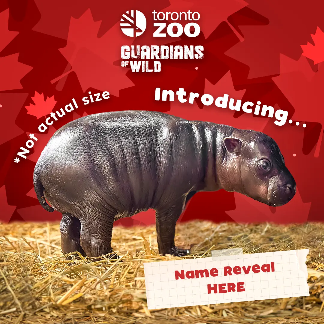 Toronto Zoo Guardians of Wild - Introducing... A baby pygmy hippo calf stands in straw substrate with the words not actual size wrapped around them. Name Reveal Here