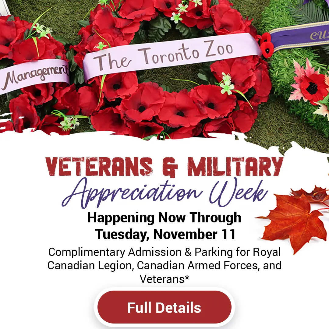 Veterans and Military Appreciation Week - Happening Now Through Tuesday, November 11 - Complimentary Admission & Parking for Royal Canadian Legion, Canadian Armed Forces, and Veterans* - Details Here