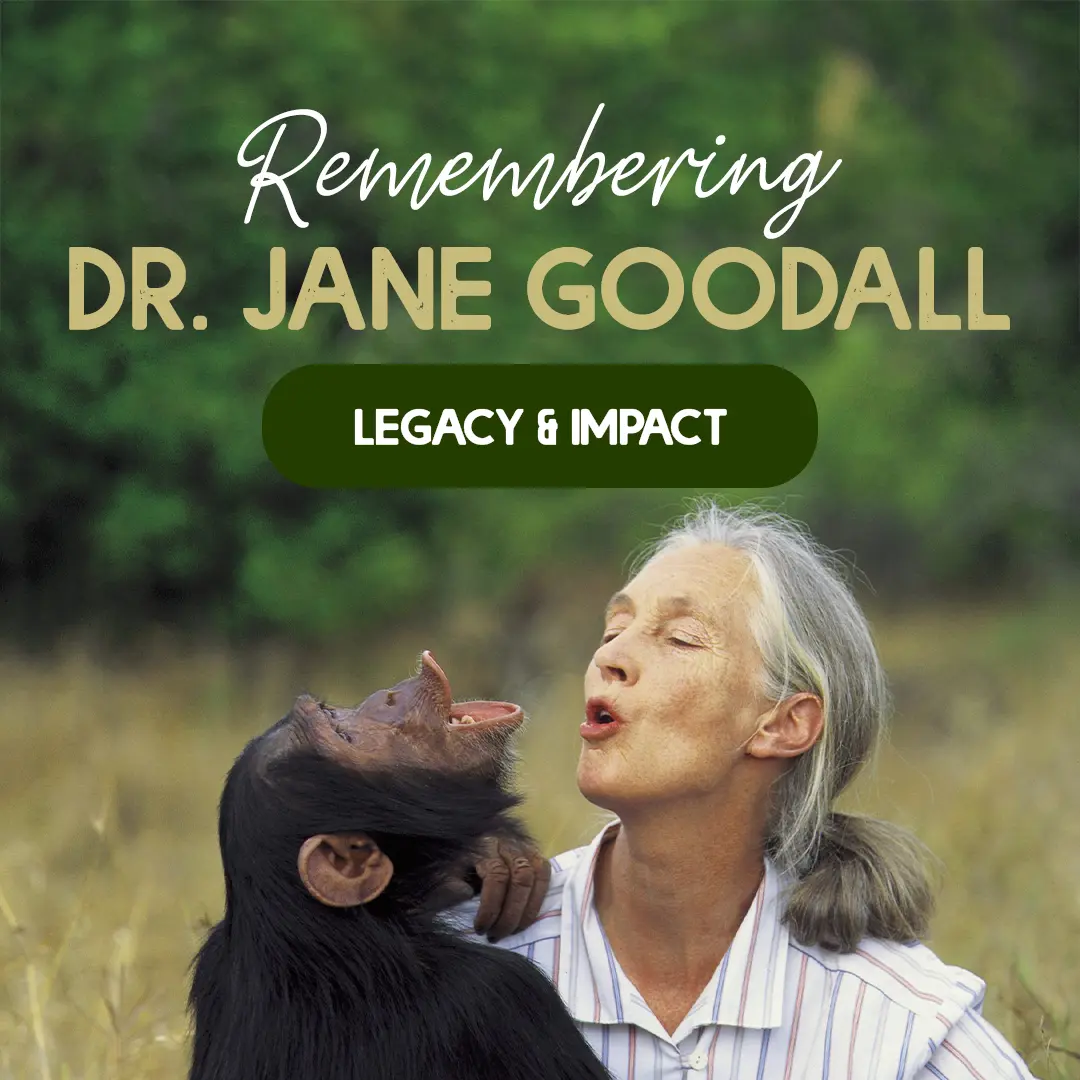 Remembering Dr. Jane Goodall - Legacy & Impact