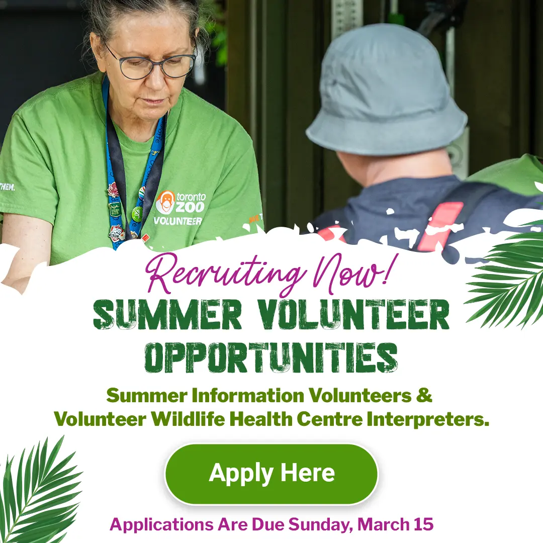 Recruiting Now! Summer Volunteer Opportunities - Applications Are Due Sunday, March 15 - Volunteer opportunity for individuals aged 19 years or older! Summer Information Volunteers & Volunteer Wildlife Health Centre Interpreters. - Apply Here