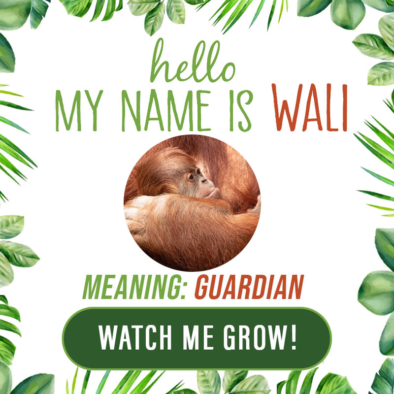 Hello my name is Wali. Meaning: Guardian Watch me grow! Details Here