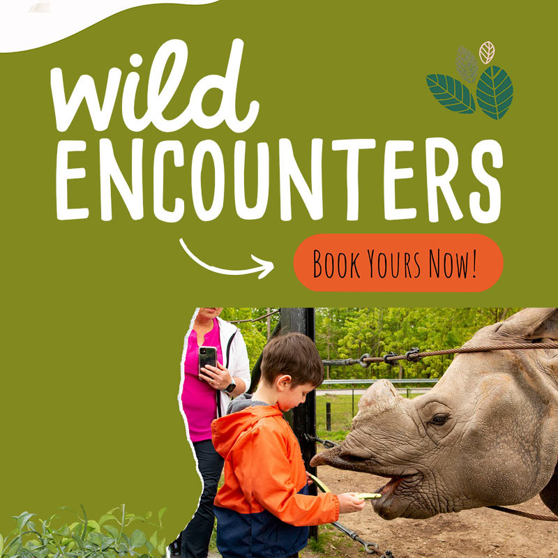 Wild Encounters! Details Here