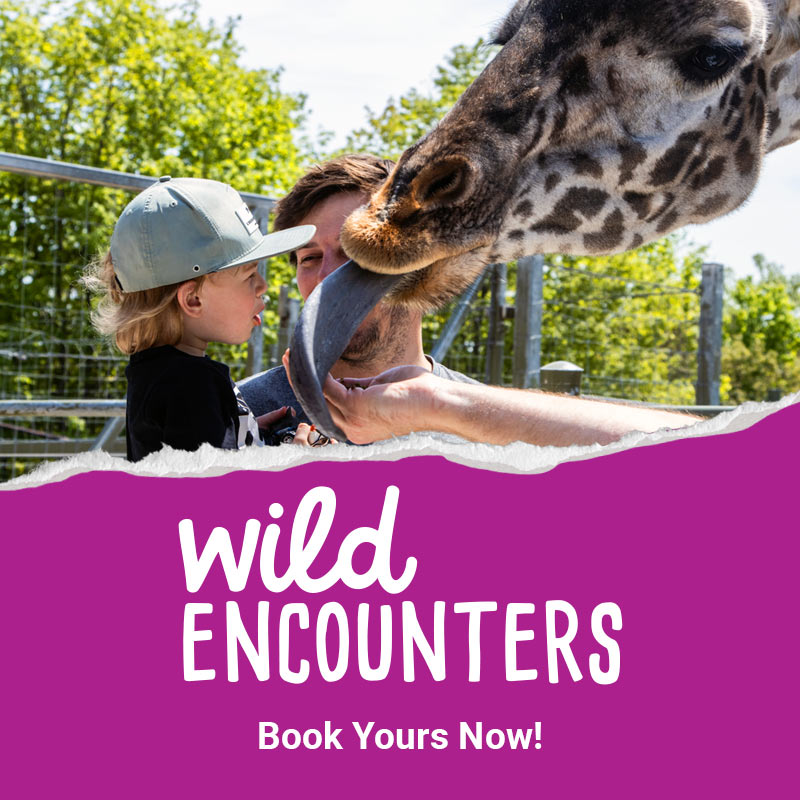 Wild Encounters! Details Here