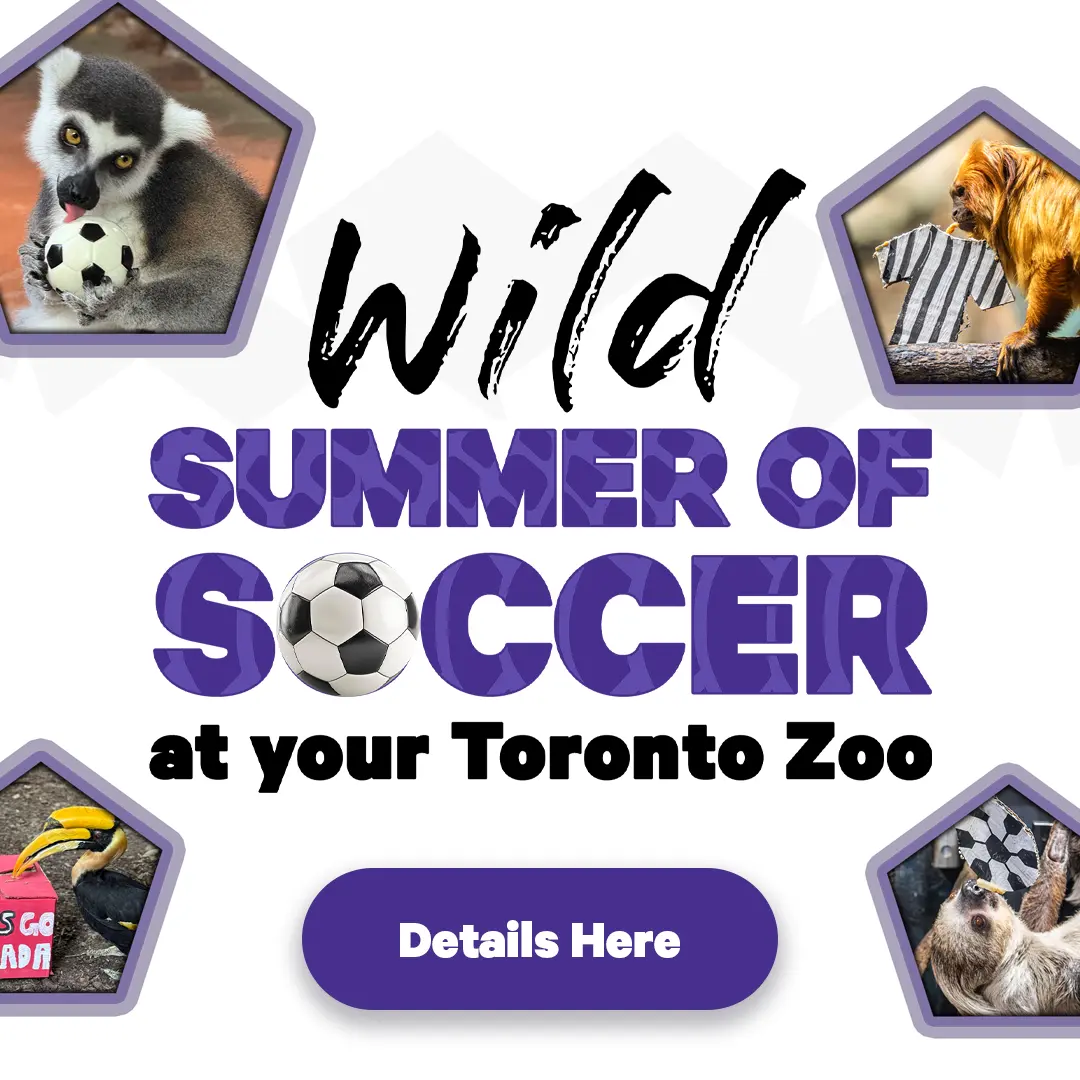 wild summer of soccer at your toronto zoo - Details Here