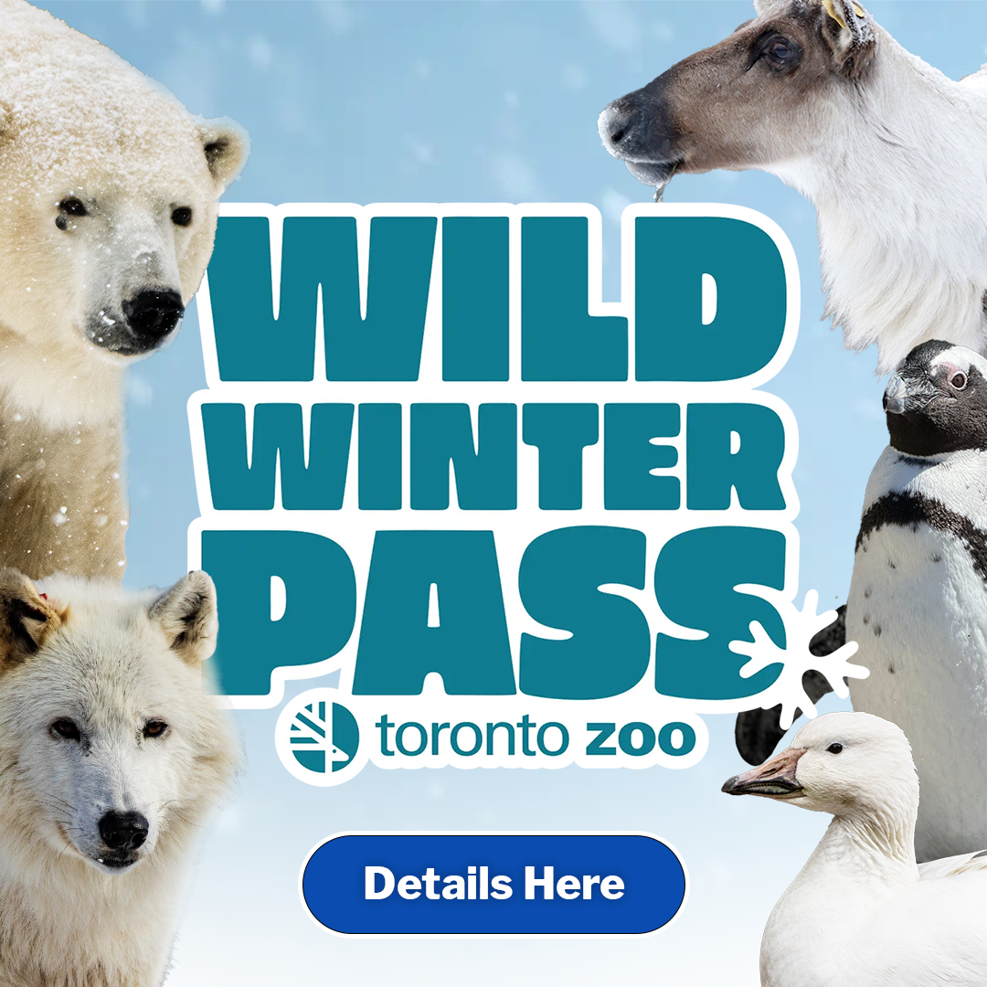 Wild Winter Pass - Experience WILD all winter long at your Toronto Zoo!