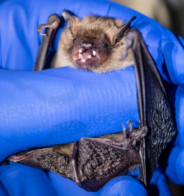 Male big brown bat in hand