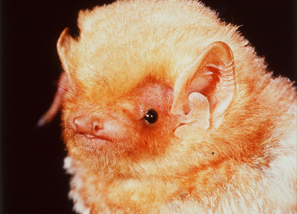 Eastern Red Bat