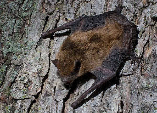 Big Brown Bat