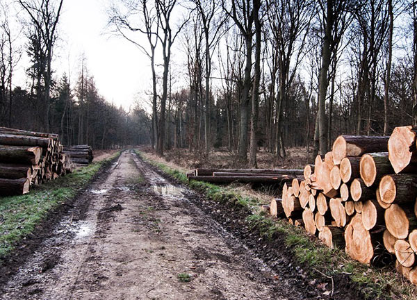 Trees cut down by logging road