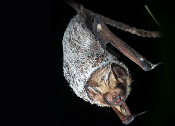 Hoary Bat