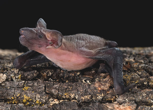 Juvenille Big Brown Bat