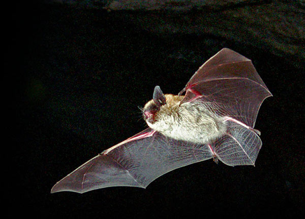 Eastern Small-footed Myotis