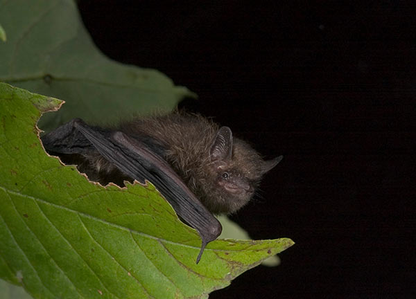 Tri-colored Bat