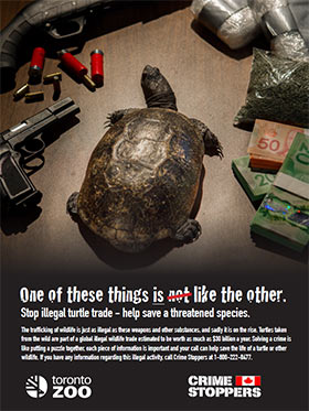 Crime Stoppers Turtle Poster
