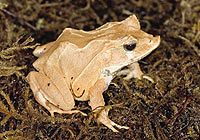 Solomon Island leaf frog