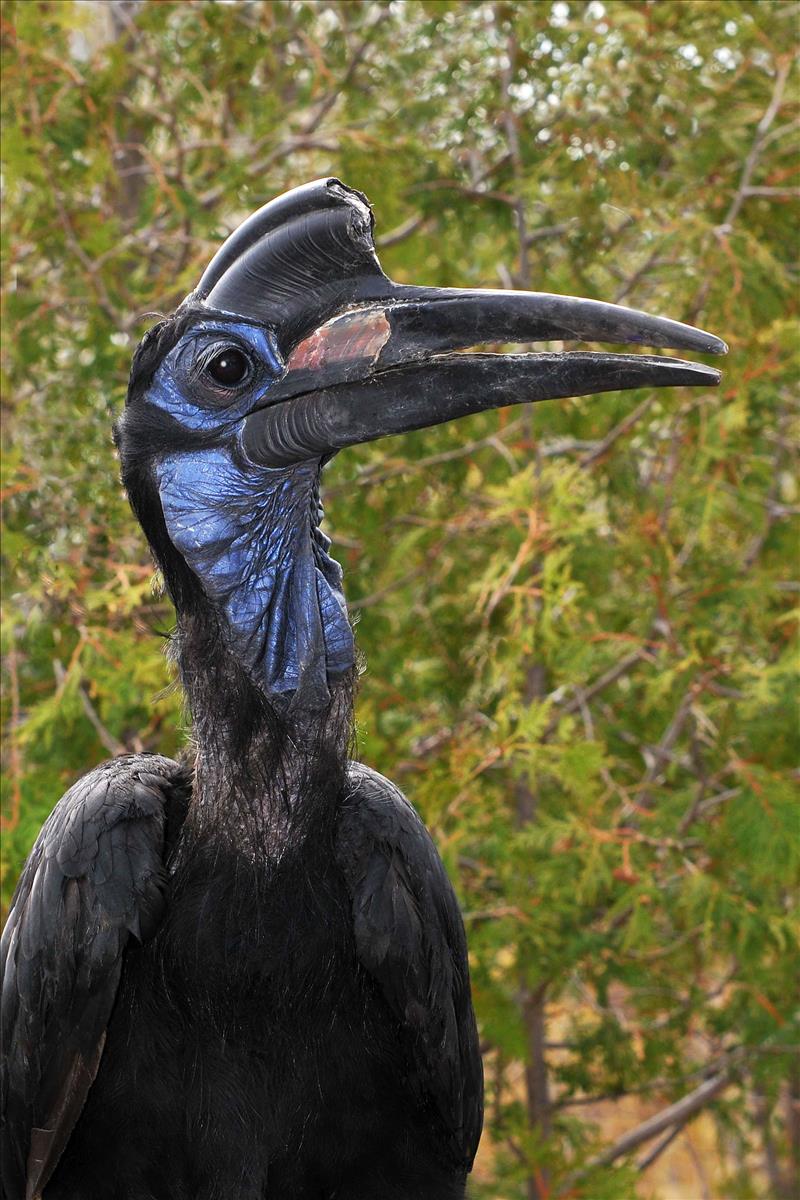 Abyssinian Ground Hornbill