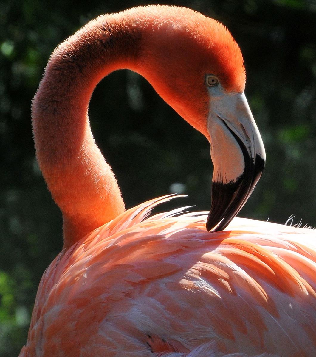 Flamingo