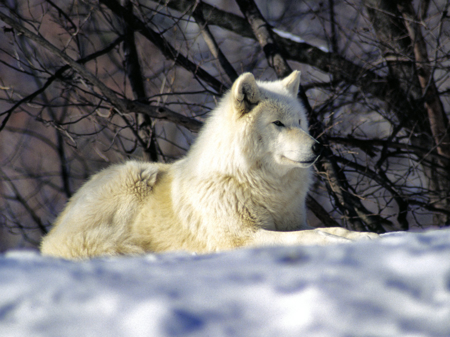 Baby Arctic Wolf Howling