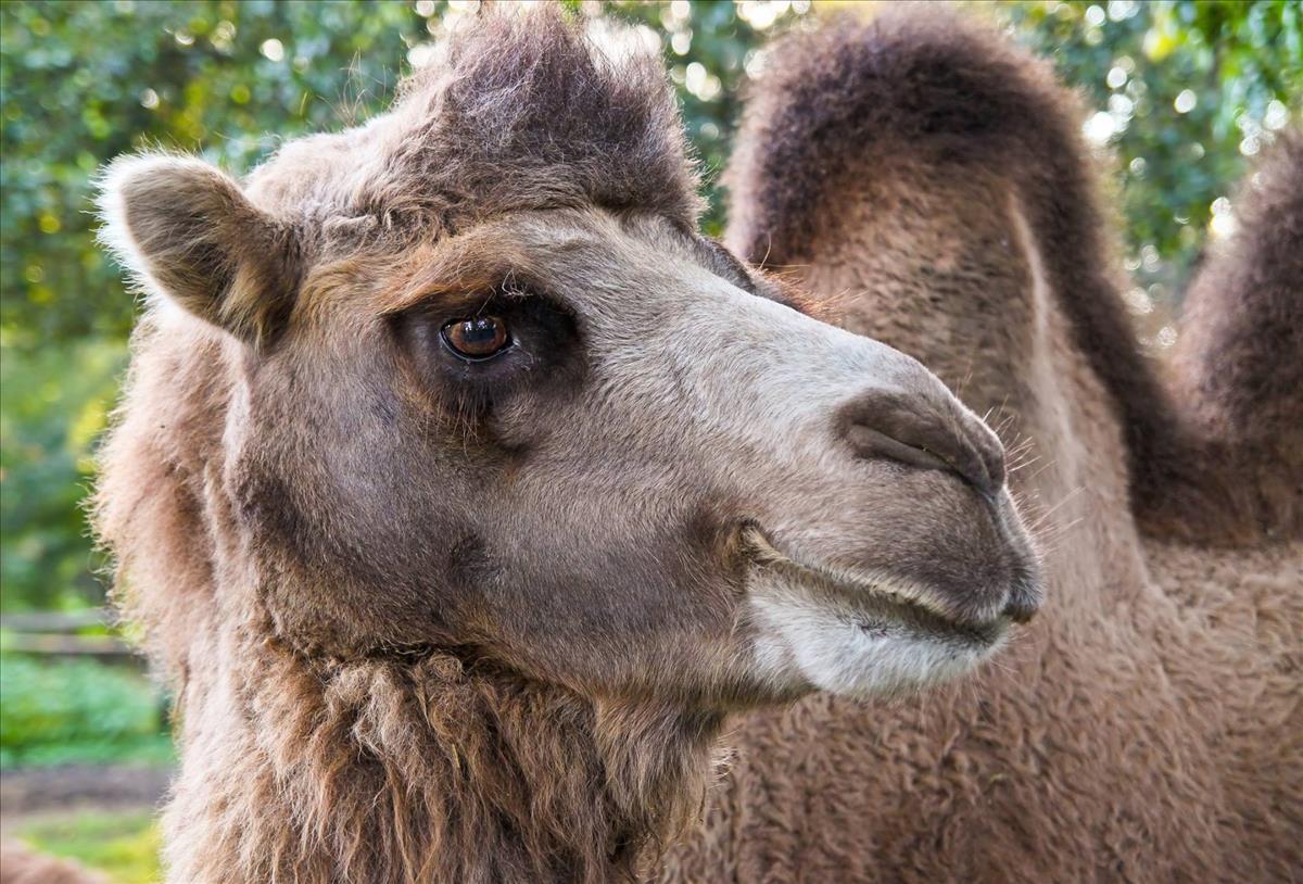 Bactrian Camel