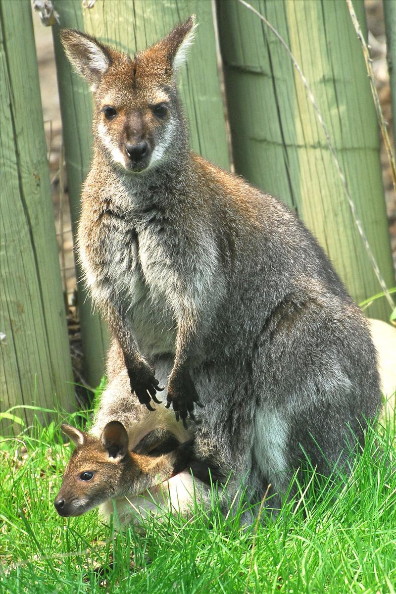 Bennetts Wallaby