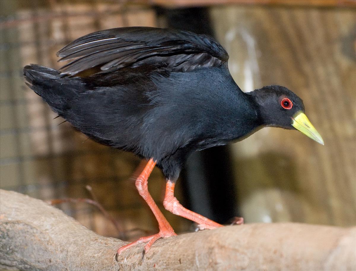 Black Crake