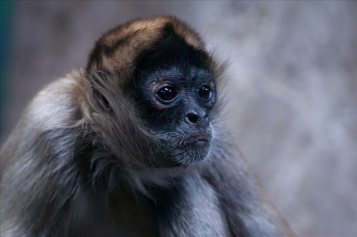 Black Handed Spider Monkey
