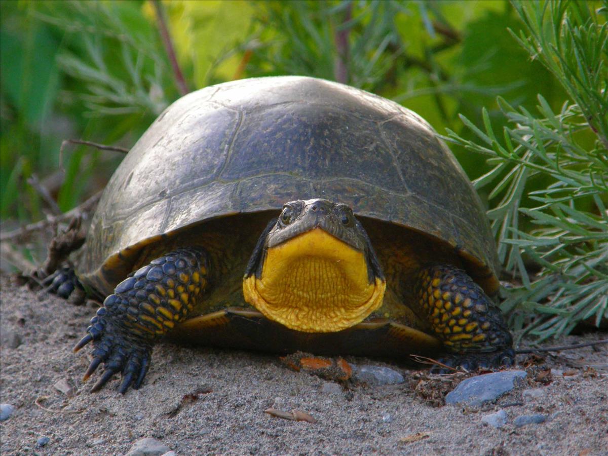 Blandings turtle