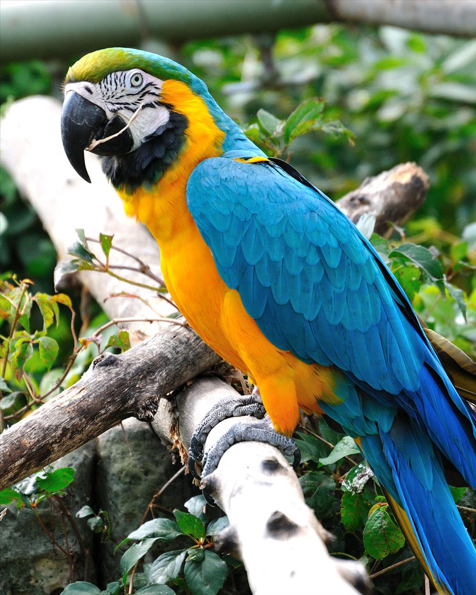 blue and yellow macaws