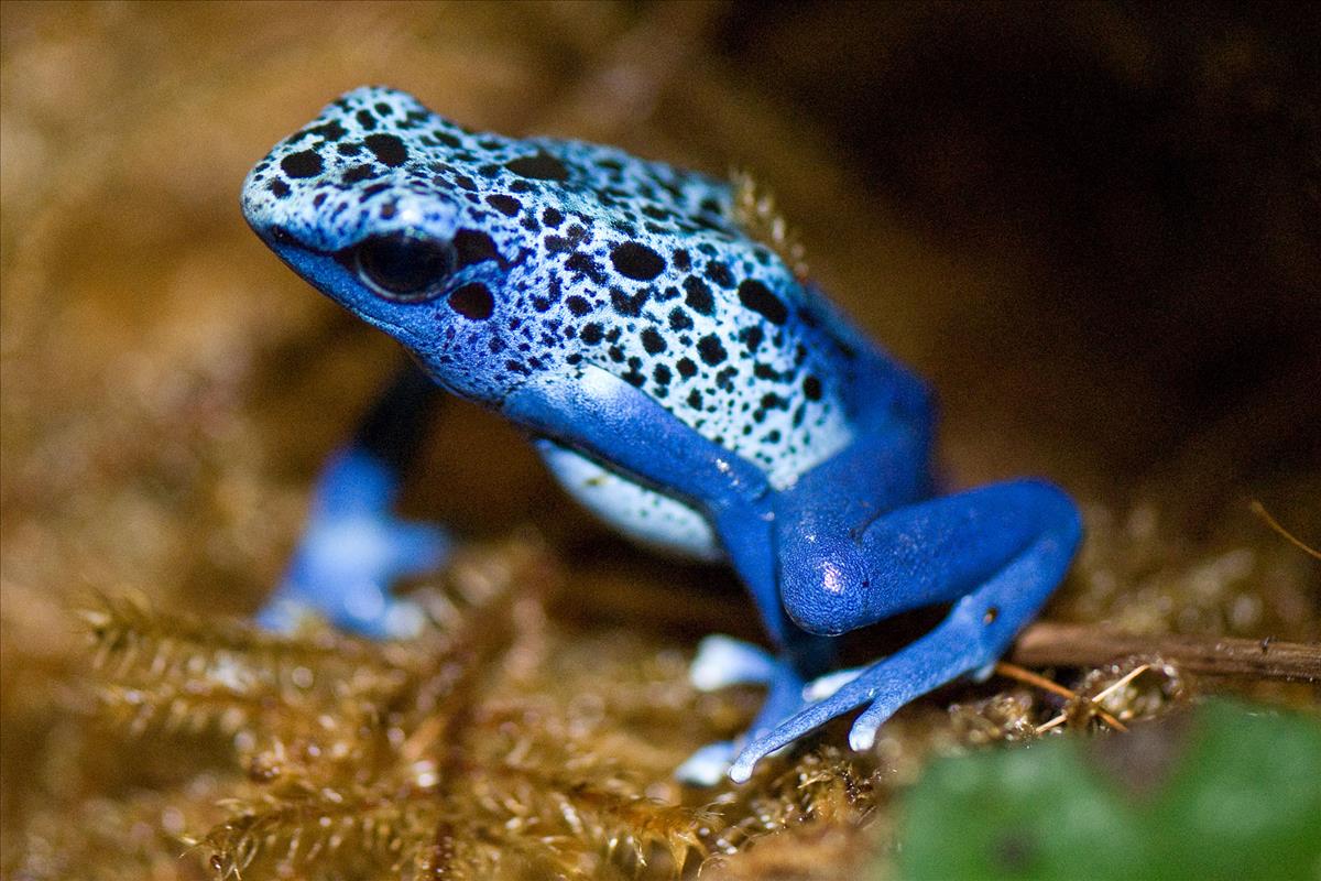 blue poison dart frog