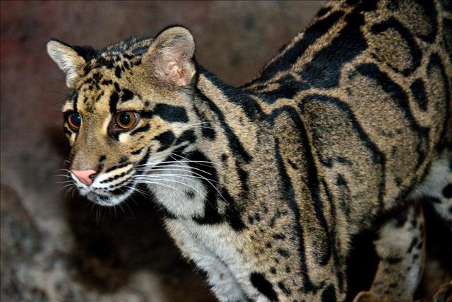 Clouded Leopard