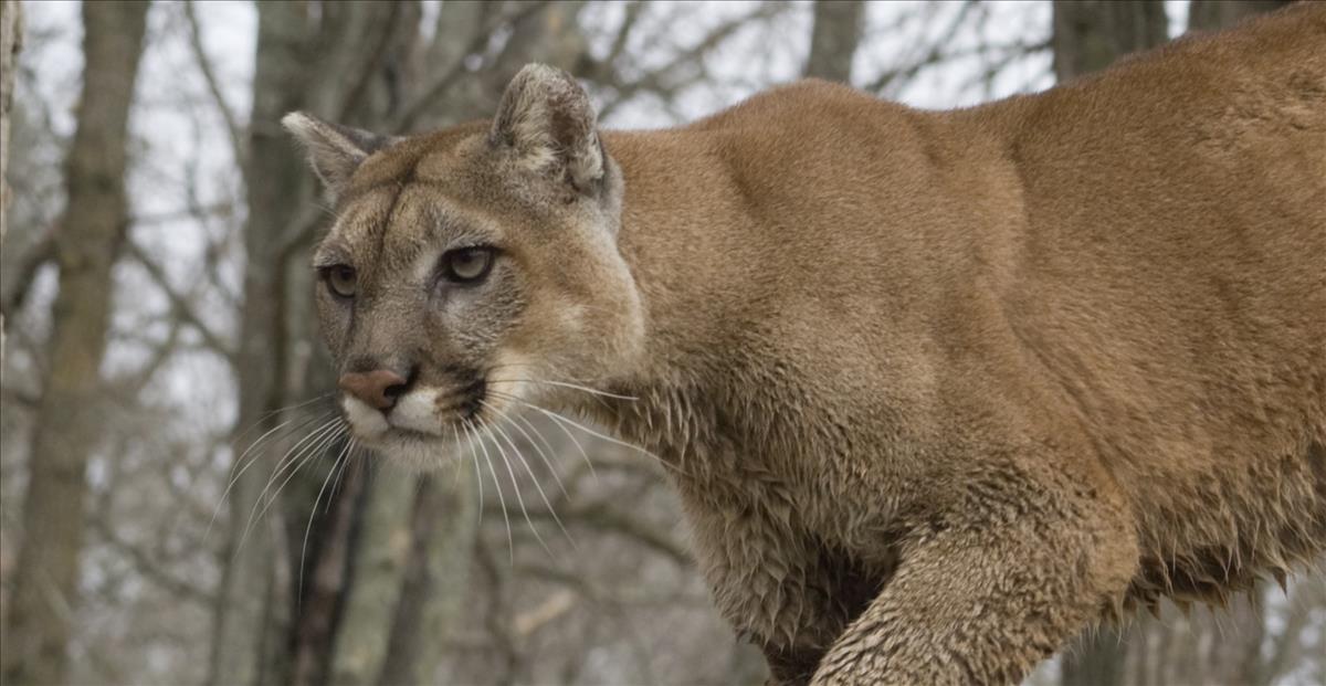 Toronto Zoo | Animals