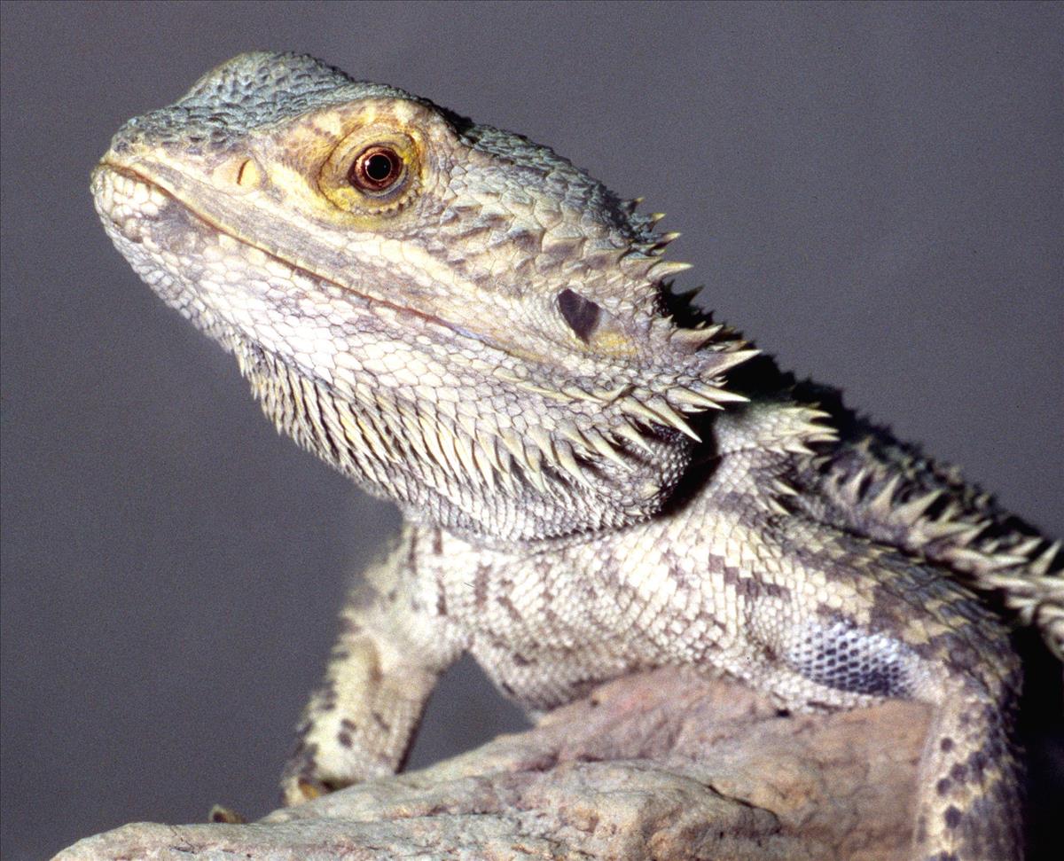 Central Bearded Dragon