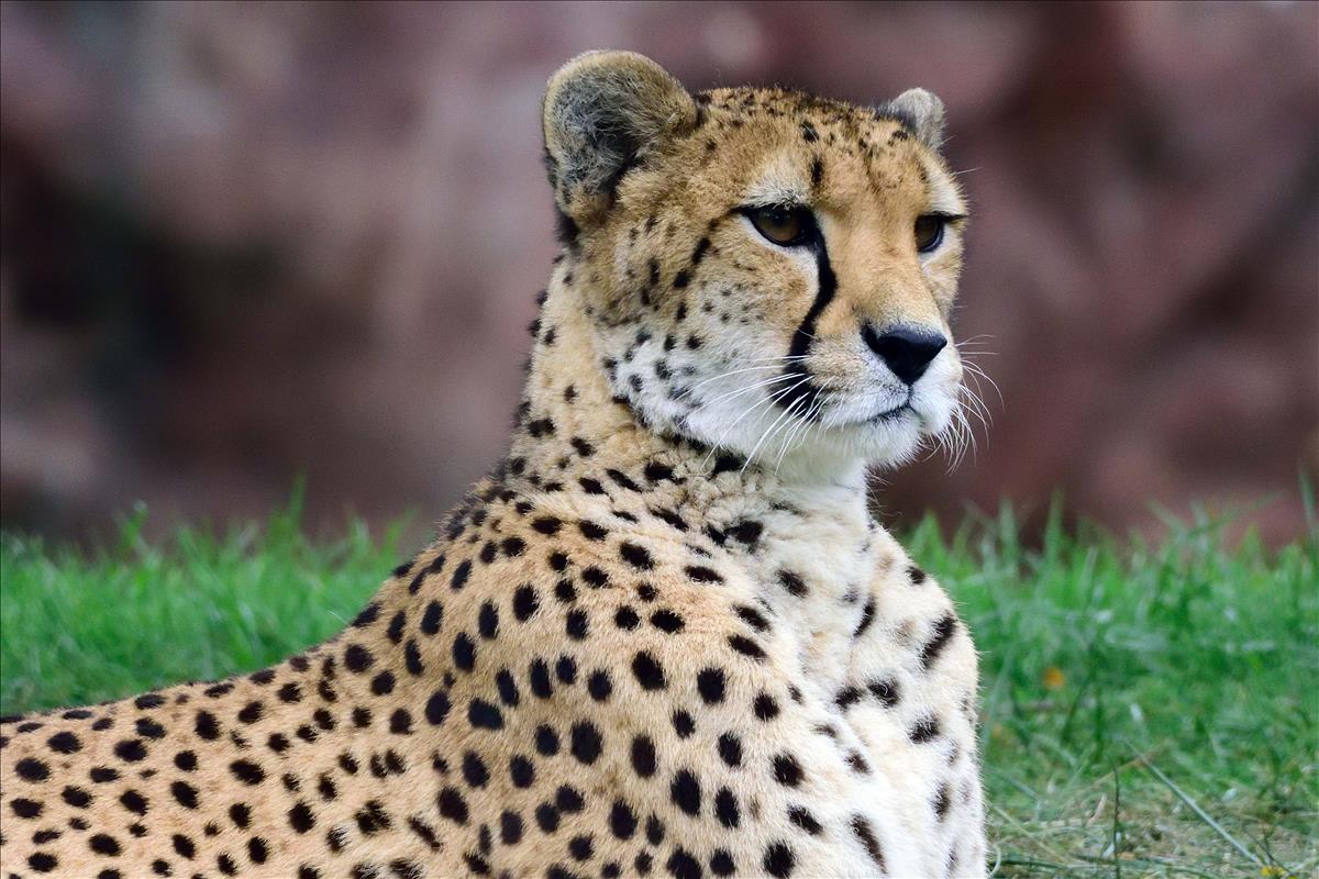 Cheetah