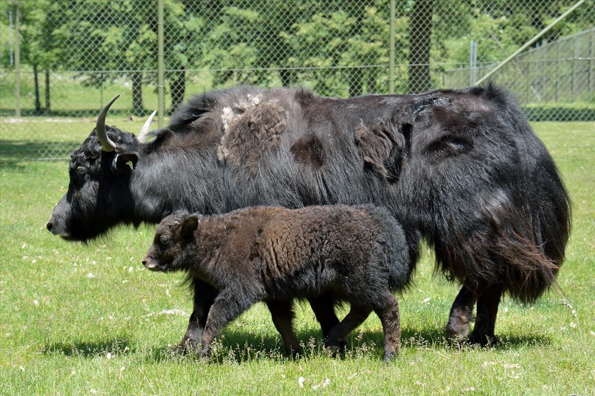 Yak