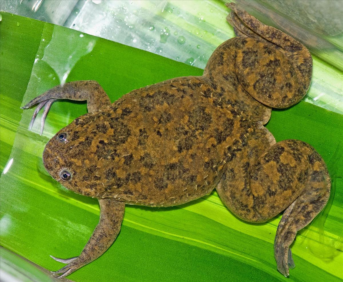 African Clawed Frog