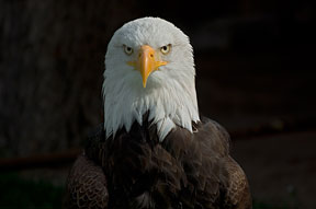 Northern Bald Eagle