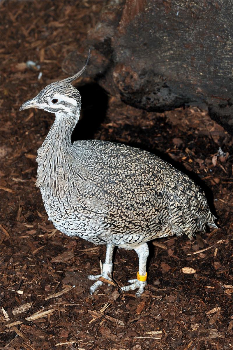 Crested Tinamou