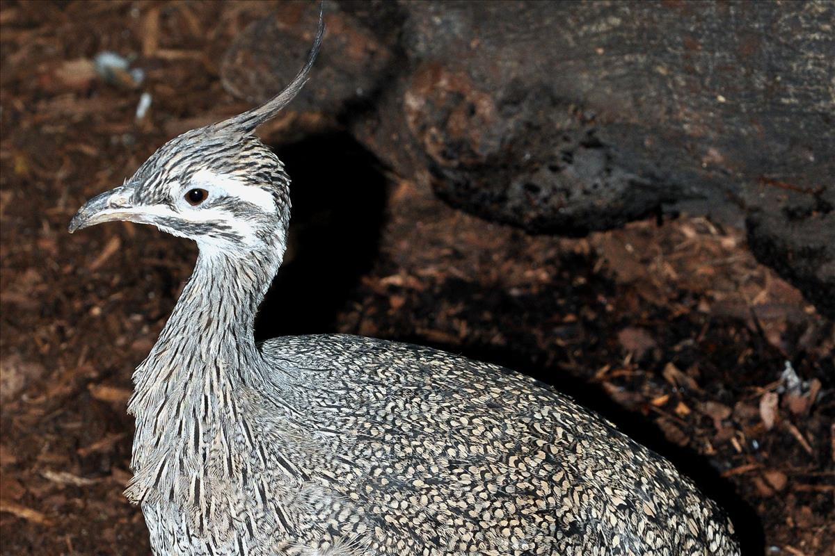 Crested Tinamou