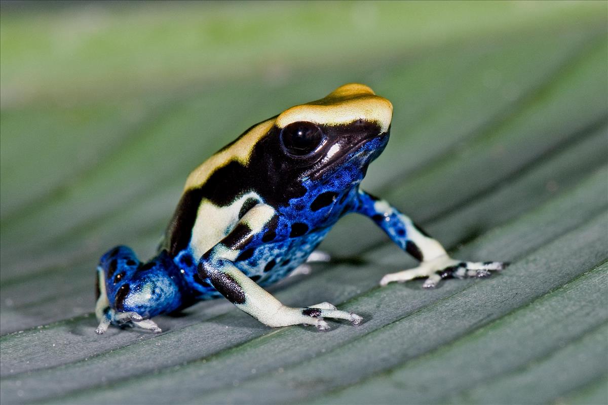 Blue Poison Dart Frog Poster Print / Infographic, poison dart