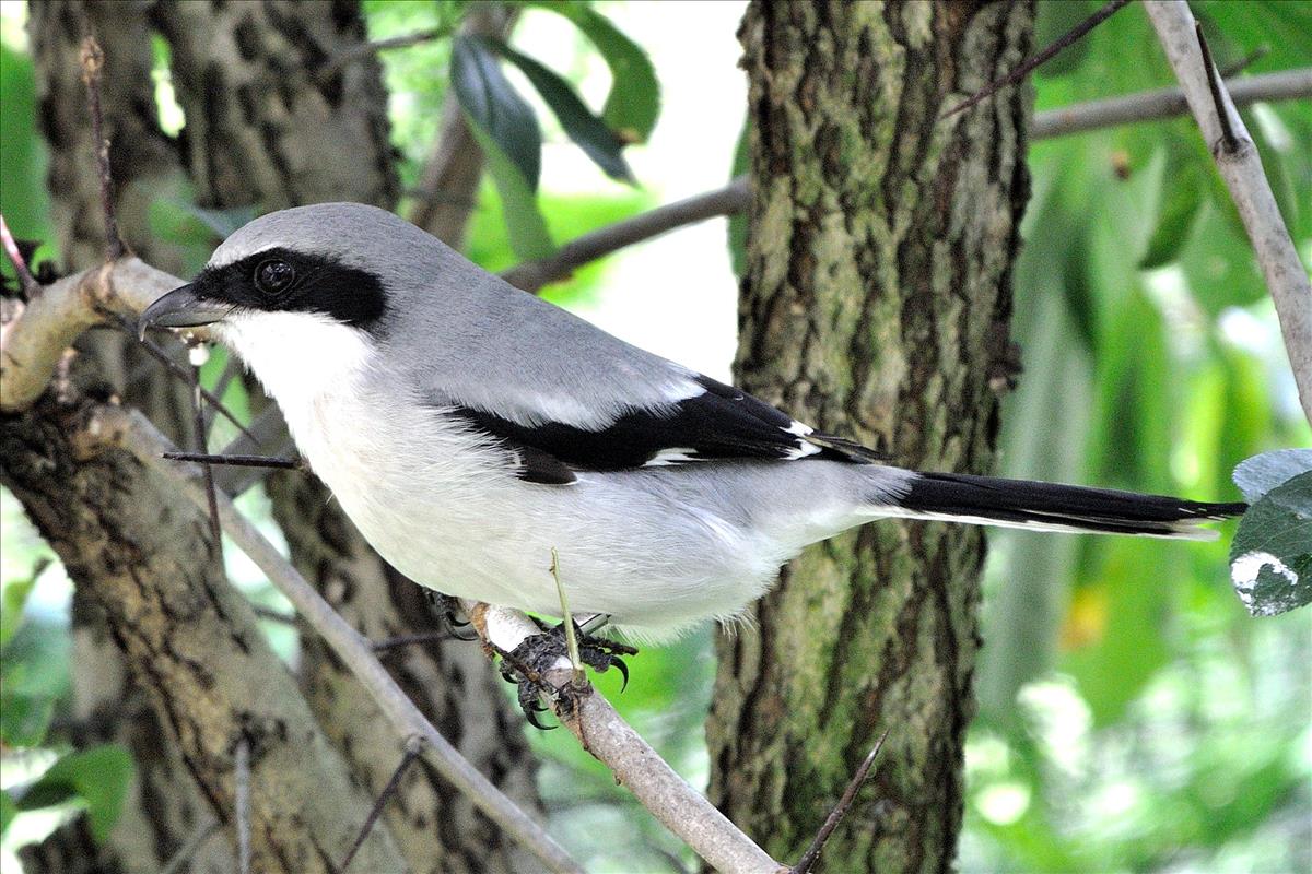 Eastern Loggerhead Shrike