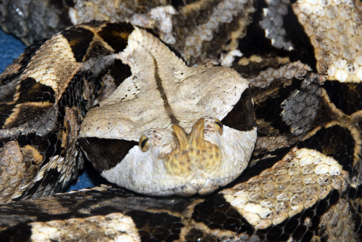 Gaboon Viper