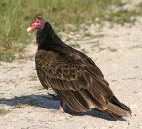 Turkey Vulture